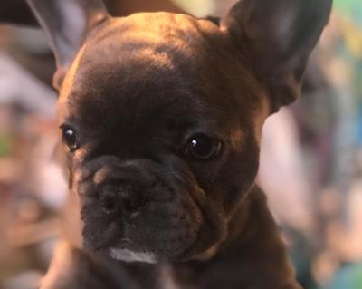 Available Puppies