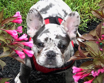 Rare Colored French Bulldogs