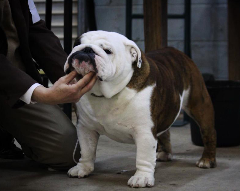 grand champion english bulldog